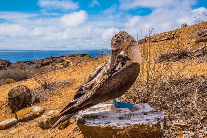North Seymour and Las Bachas Yacht Day Tour — Galápagos Wildlife, Snorkeling & History