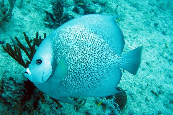 Private Isla Mujeres Adventure: Snorkel, Playa Norte & Local Lunch photo 5
