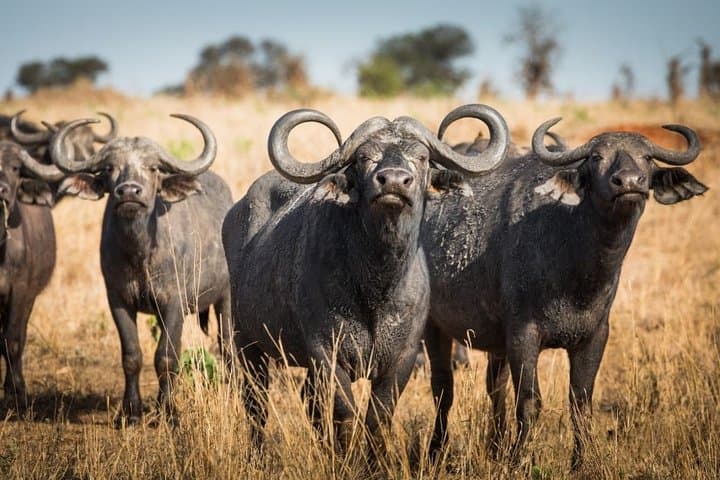 5-Day Tarangire, Serengeti & Ngorongoro Safari — Best Chance to See the Great Migration