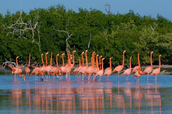 Celestún Flamingo Boat Tour from Mérida: Explore the Biosphere Reserve & Mangrove Canals