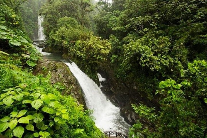 La Paz Waterfalls & Wildlife Trails: Half-Day Rainforest Walk from San José photo 3