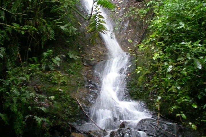 La Paz Waterfalls & Wildlife Trails: Half-Day Rainforest Walk from San José photo 4