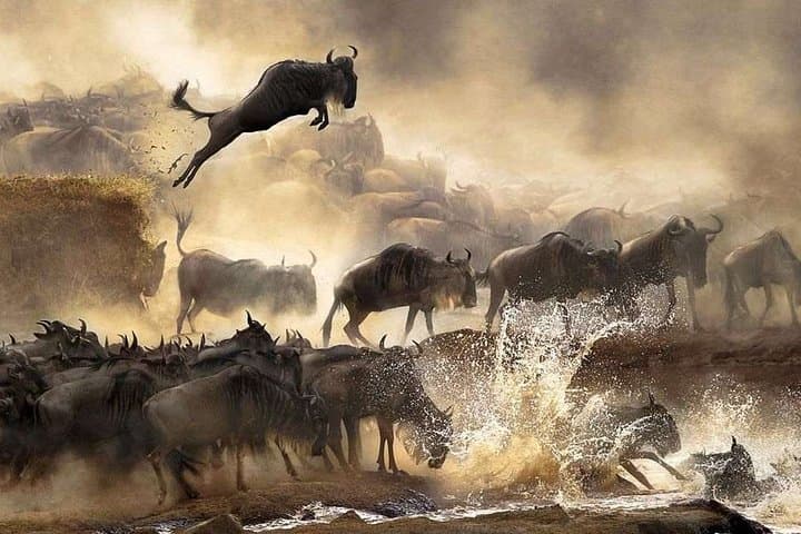 4-Day Private Safari: Tarangire, Serengeti & Ngorongoro Crater photo 4