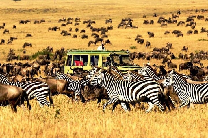 3-Day Serengeti and Ngorongoro Private Safari from Arusha photo 3