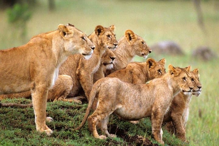 4-Day Private Safari: Tarangire, Serengeti & Ngorongoro Crater photo 2
