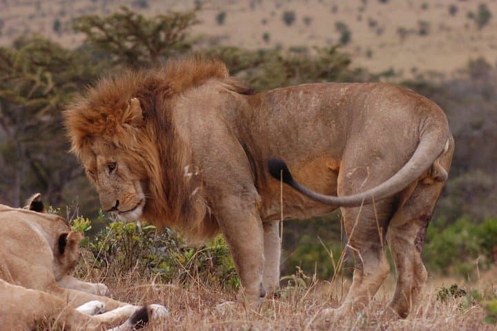 3-Day Serengeti and Ngorongoro Private Safari from Arusha photo 5