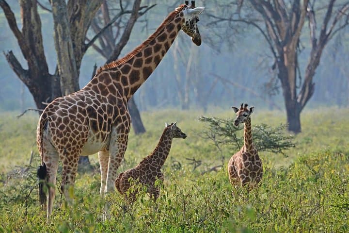 3-Day Lake Nakuru & Hell's Gate Adventure — Flamingos, Rhinos and Rift Valley Rides photo 2
