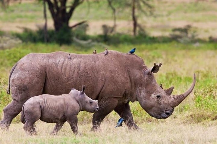 Nairobi Airport Layover: Game Drive at Nairobi National Park