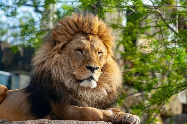 Skip-the-Line Wroclaw Zoo Tour with Private Transfer and Africarium Access photo 2