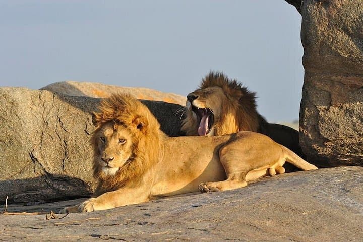 4-Day Budget Camping Safari: Tarangire, Serengeti & Ngorongoro photo 2