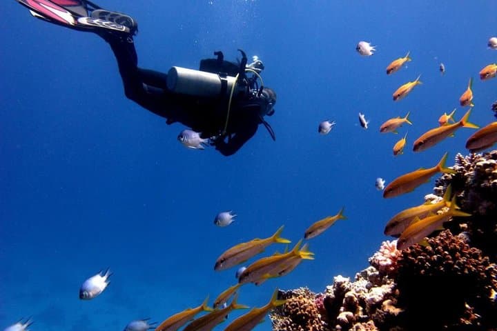 Marmaris Scuba Diving: Two-Tank Day Trips in Clear Mediterranean Waters photo 2