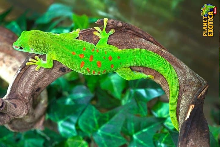 Explore Planet Exotica Royan: Reptiles, Bonsais & Jurassic Garden