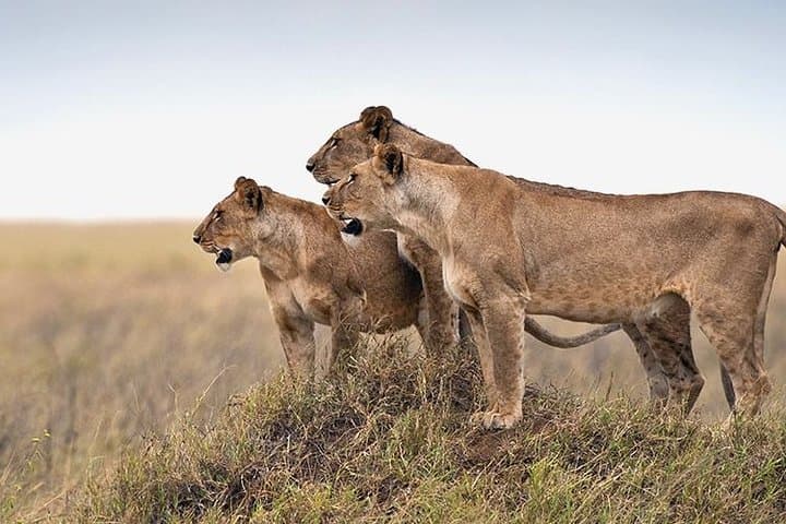 4-Day Private Safari: Tarangire, Serengeti & Ngorongoro Crater photo 6