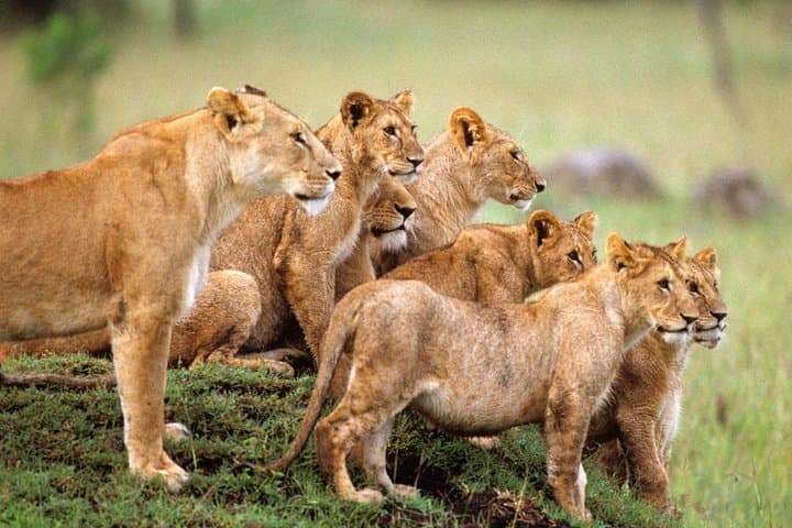 4-Day Serengeti & Ngorongoro Safari — Big Five Game Drives and Crater Views photo 3
