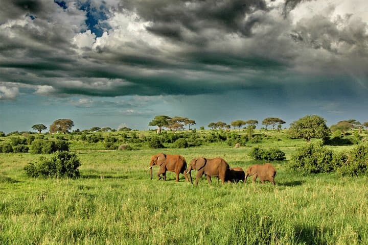 5-Day Tarangire, Serengeti & Ngorongoro Safari — Best Chance to See the Great Migration photo 3