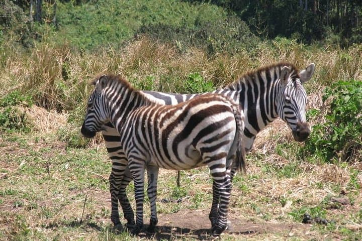 5-Day Tarangire, Serengeti & Ngorongoro Safari — Best Chance to See the Great Migration photo 4