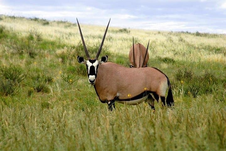 3-Day Mkomazi National Park Safari From Dar es Salaam — Black Rhino & Wild Dog Experience