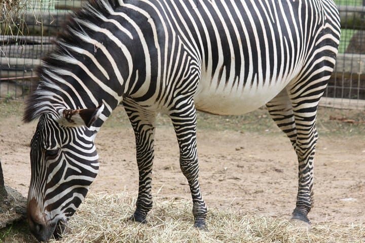 Skip-the-Line Wroclaw Zoo Tour with Private Transfer and Africarium Access photo 4