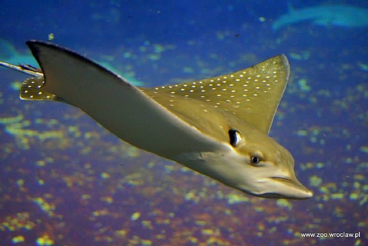 Skip-the-Line Wroclaw Zoo Tour with Private Transfer and Africarium Access photo 5