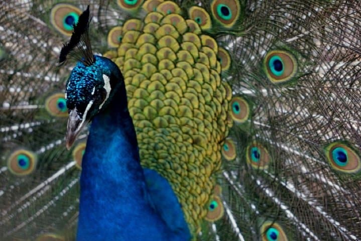 Skip-the-Line Wroclaw Zoo Tour with Private Transfer and Africarium Access photo 6