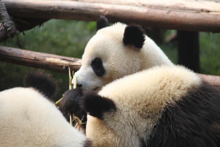 8-Day Private China Highlights: Shanghai, Chengdu, Xi'an & Guilin photo 5