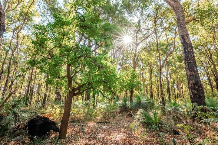 Kitty's Gorge Guided Hike — Serpentine Falls & Jarrah Forest Day Trek