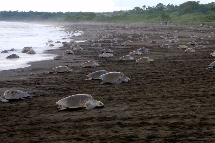 Turtle Night Walk Near Sámara Beach — Guided Sea Turtle Nesting Tour photo 3