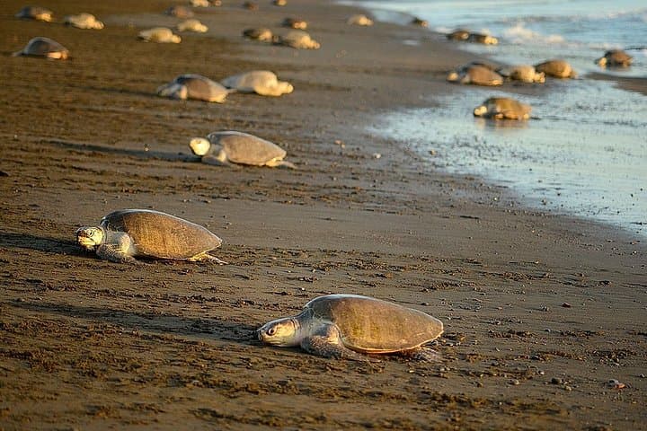 Turtle Night Walk Near Sámara Beach — Guided Sea Turtle Nesting Tour