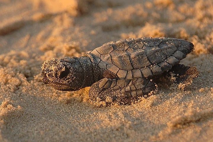 Turtle Night Walk Near Sámara Beach — Guided Sea Turtle Nesting Tour photo 5