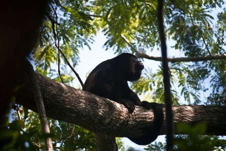 Samara Trails: Guided Hike Through Werner Sauter Biological Reserve photo 5
