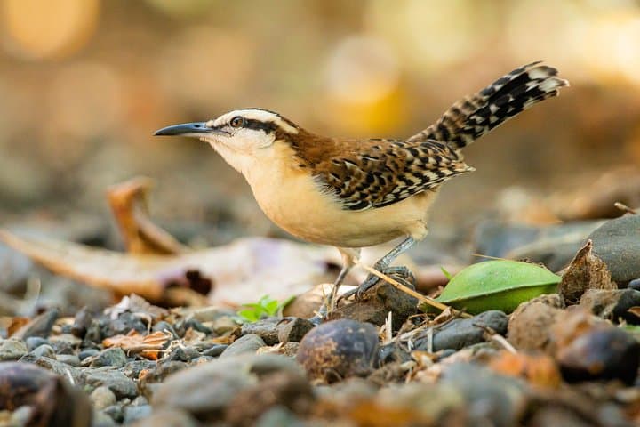 Samara Trails: Guided Hike Through Werner Sauter Biological Reserve photo 3