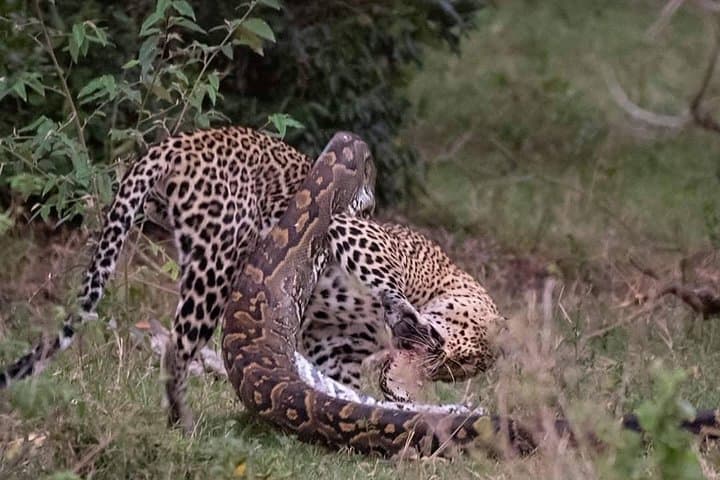 3-Day Maasai Mara Safari: Big Five Game Drives from Nairobi