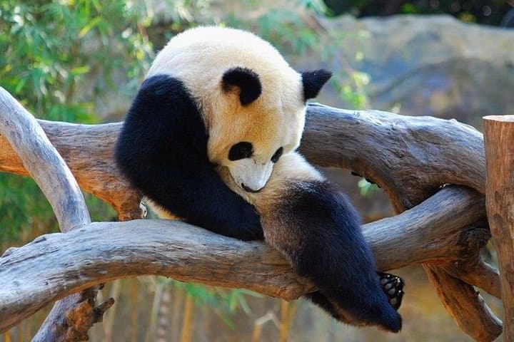 Chengdu Giant Panda Base and Leshan Giant Buddha Day Trip — Panda Encounters & River Cruise photo 1