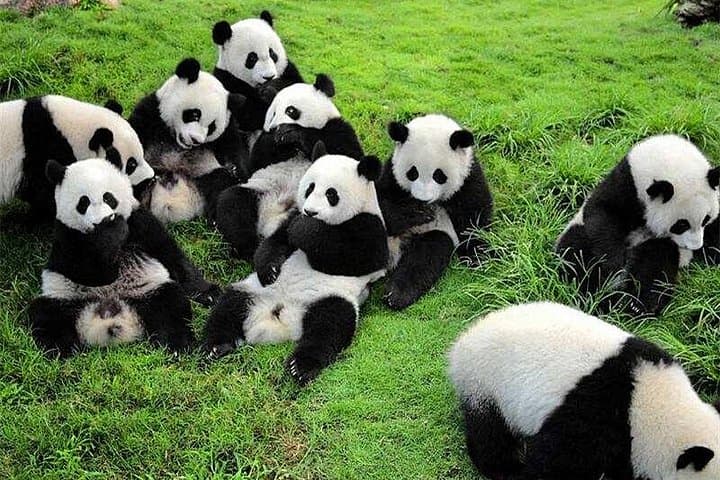 Chengdu Giant Panda Base and Leshan Giant Buddha Day Trip — Panda Encounters & River Cruise photo 4