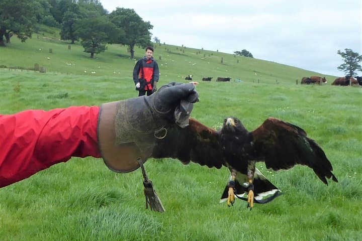 Bath City Tour and Fly-a-Hawk Experience — Walking Tour & Falconry Near Bath photo 4