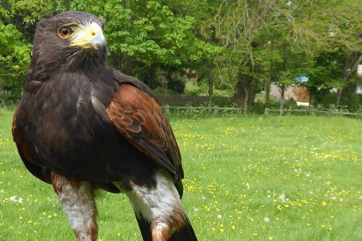 Bath City Tour and Fly-a-Hawk Experience — Walking Tour & Falconry Near Bath photo 2