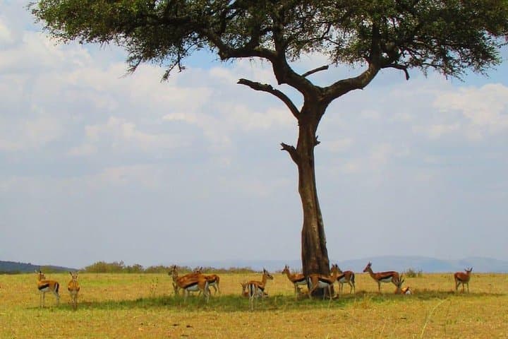 Close Encounters: 1-Day Safari to Ol Pejeta Conservancy from Nairobi