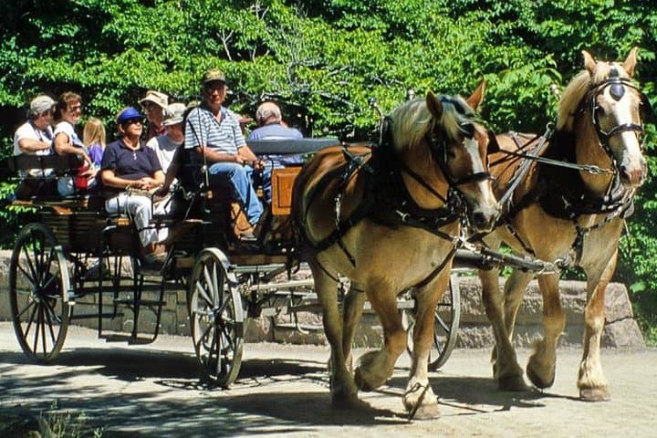 Horse‑Drawn Gourmet Ride to Lake Saint Anne & Wildlife Observatory photo 1