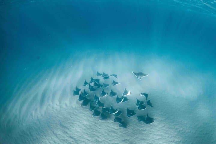 Mobula Ray Snorkeling in Cabo San Lucas: Swim with Migrating Rays (May–July)