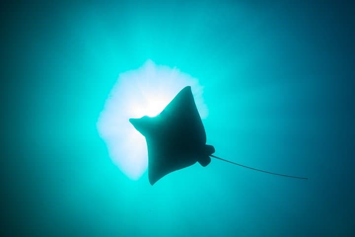 Mobula Ray Snorkeling in Cabo San Lucas: Swim with Migrating Rays (May–July) photo 2