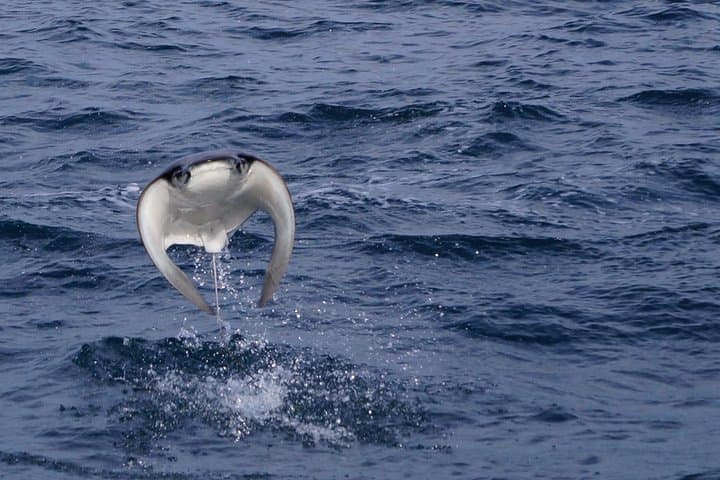 Mobula Ray Snorkeling in Cabo San Lucas: Swim with Migrating Rays (May–July) photo 3