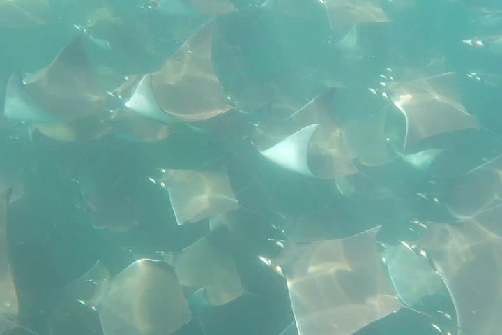 Mobula Ray Snorkeling in Cabo San Lucas: Swim with Migrating Rays (May–July) photo 4