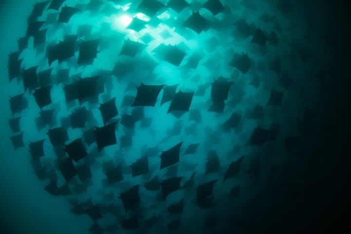Mobula Ray Snorkeling in Cabo San Lucas: Swim with Migrating Rays (May–July) photo 5