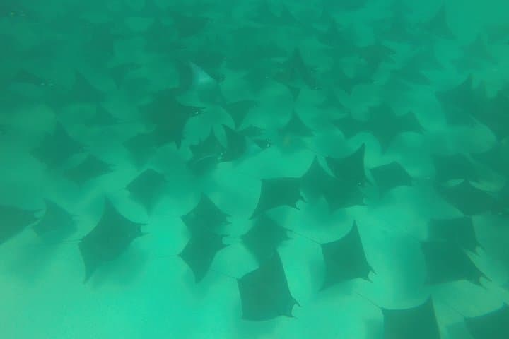 Mobula Ray Snorkeling in Cabo San Lucas: Swim with Migrating Rays (May–July) photo 6