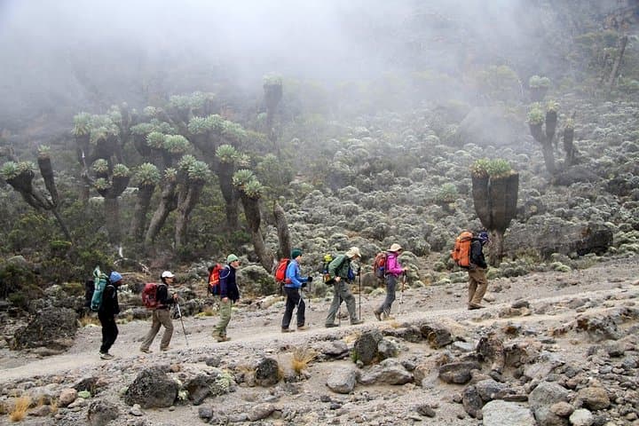 Umbwe Route Kilimanjaro: 6-Day Direct Ascent to Uhuru Peak photo 3