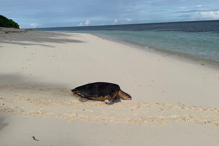 Private Mahé Island Tour: Beaches, Waterfalls & Victoria Market (4–8 hrs) photo 4