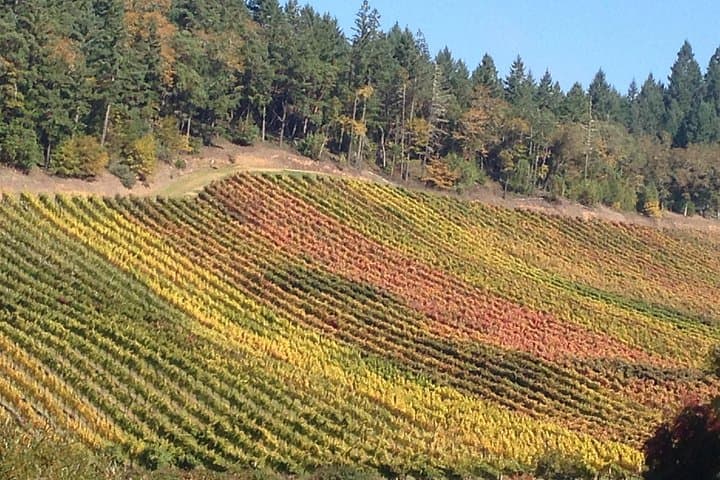 Private Wine Tour from Eugene — Full-Day Tastings in Oregon Wine Country photo 3