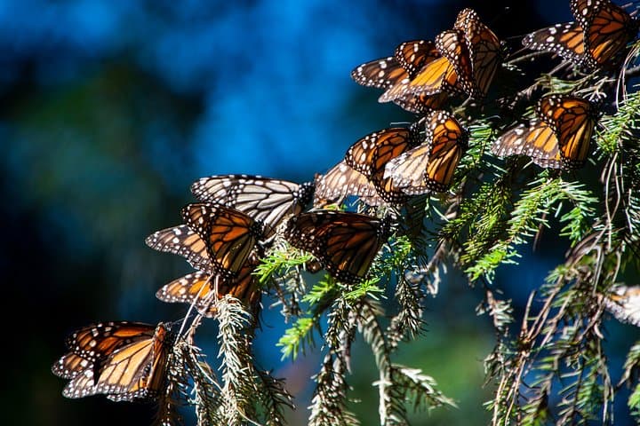 Monarch Butterfly Tour to Sierra Chincua from Morelia — What to Expect
