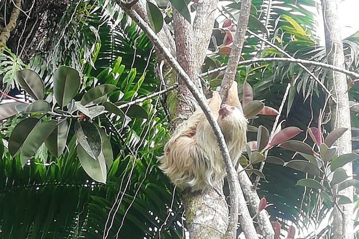 Manuel Antonio to Puerto Viejo Private Transfer — Scenic Route via Tarcoles photo 5
