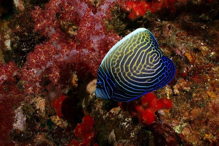 Snorkel Koh Lanta: Day-Trip to Pristine Reefs and Sea Turtles photo 4